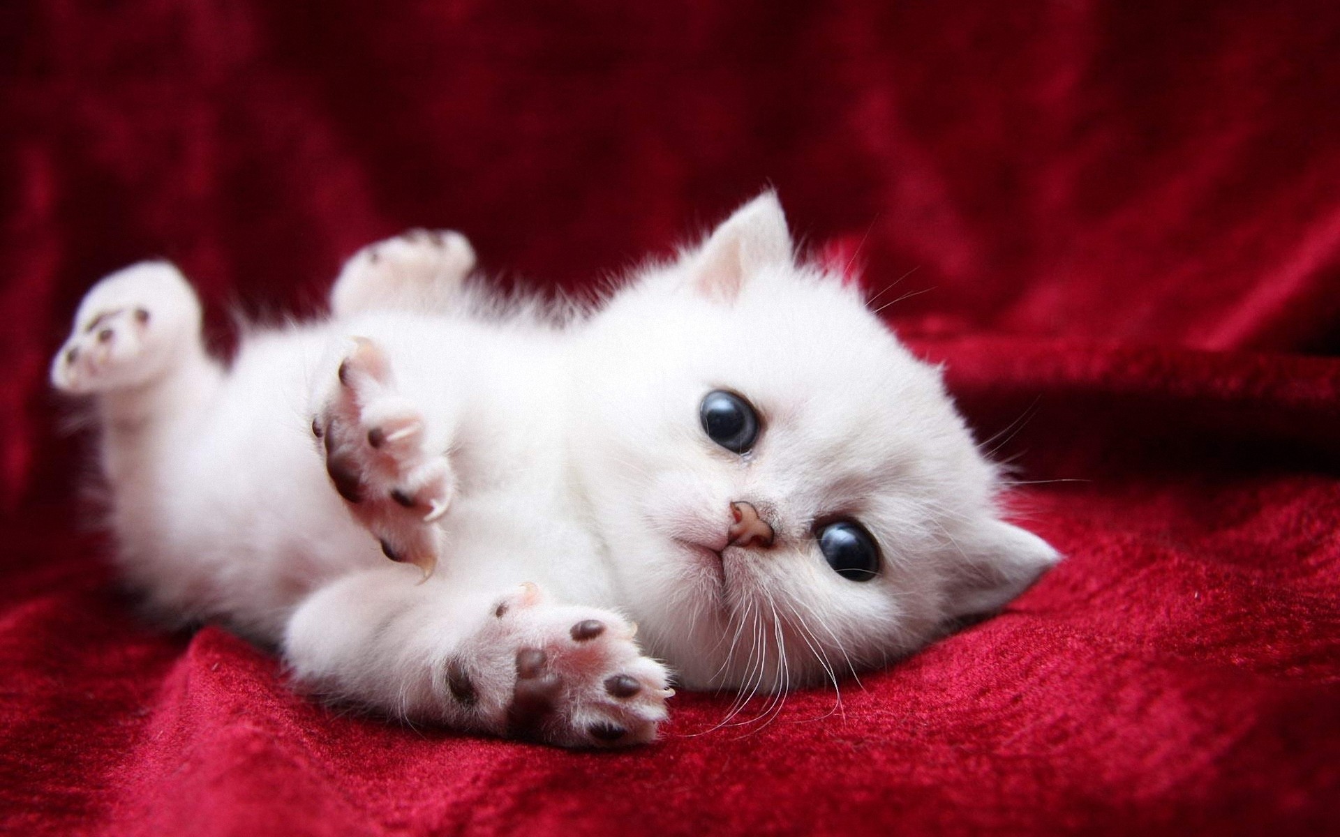 cute white cats and kittens