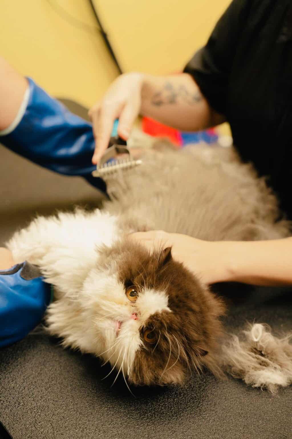 Tandem Cat Grooming - CITC