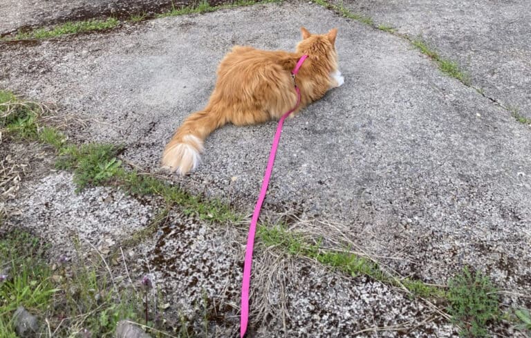 LAVA-LEASH-1024x652-1