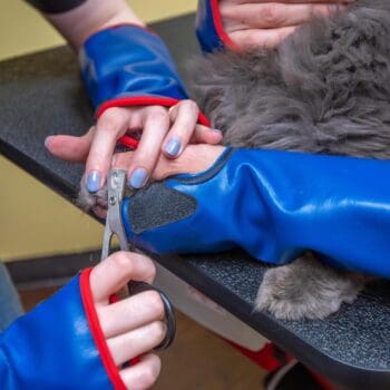 Closeup of a cat nail trim