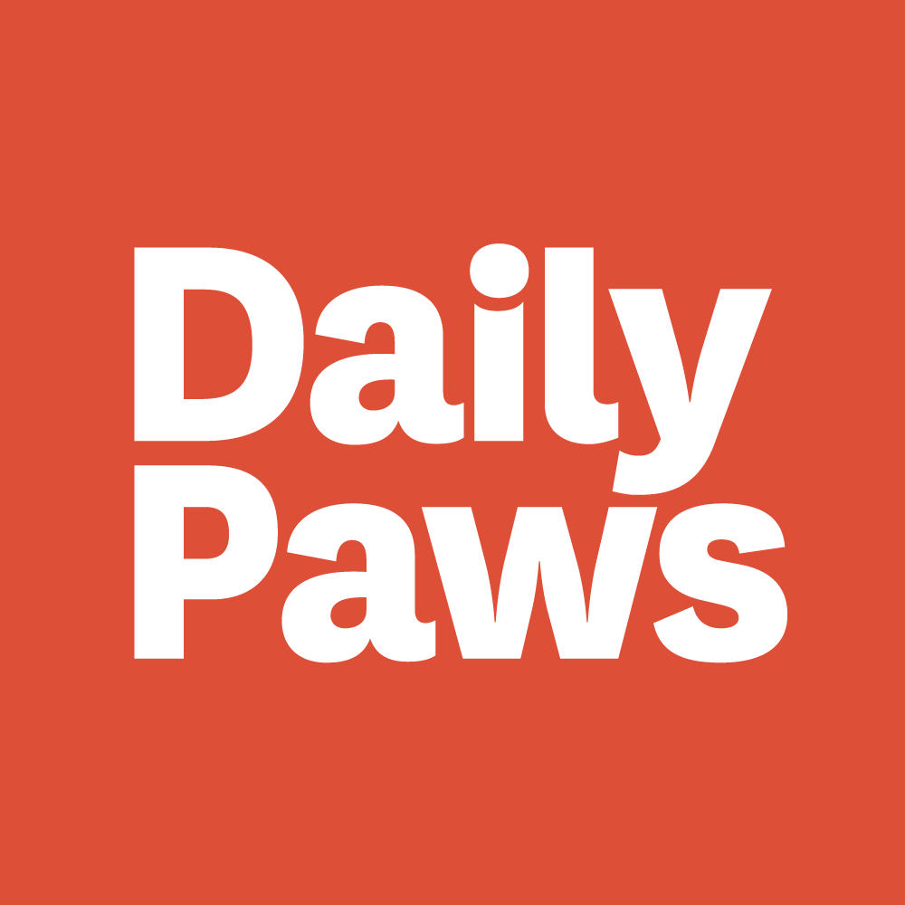 daily paws article