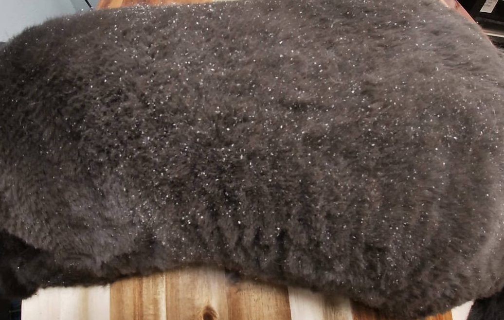 Cat coat with visible heavy dandruff after coat opening