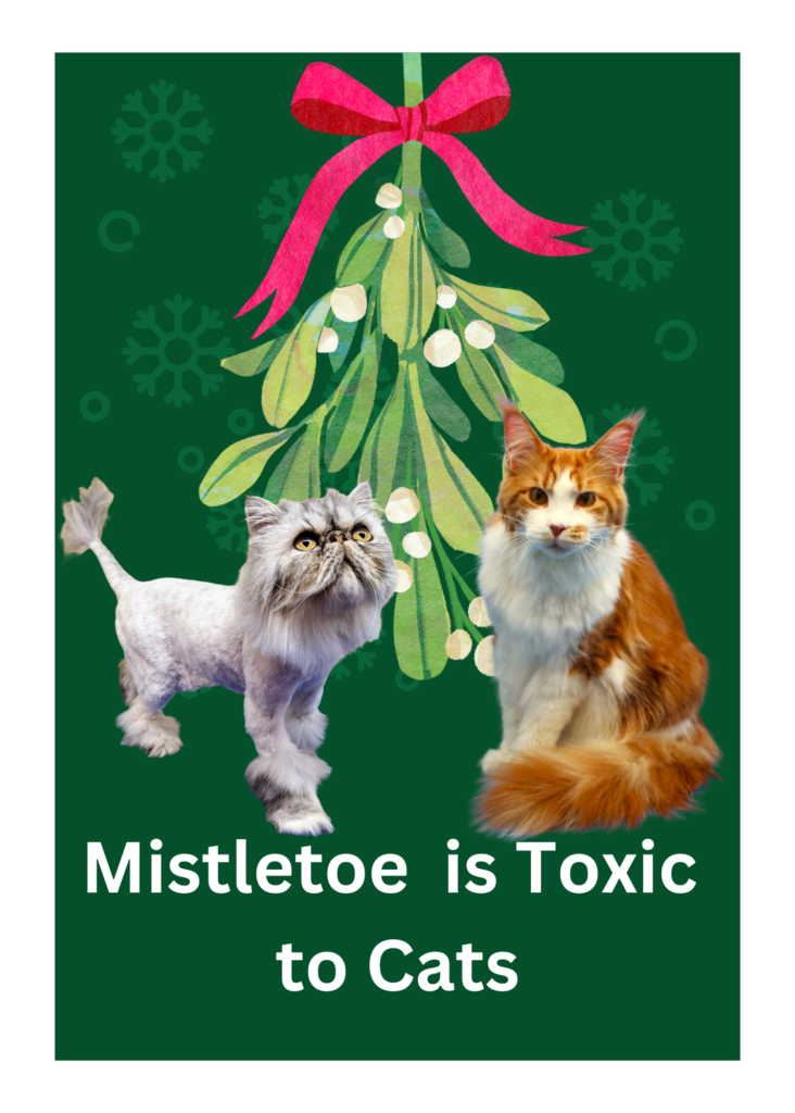 mistletoe is toxic to cats