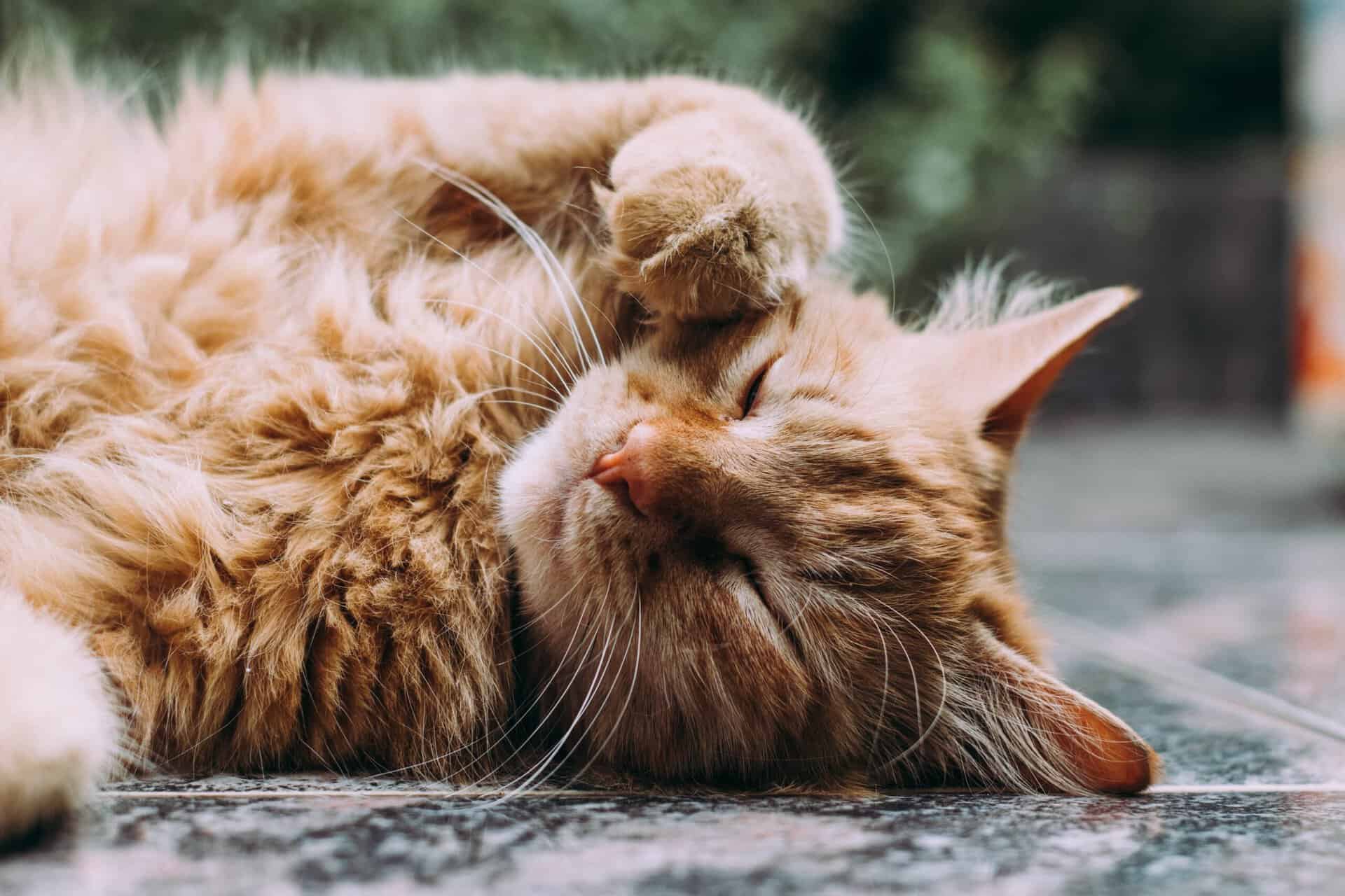 Cat receiving in-home companionship