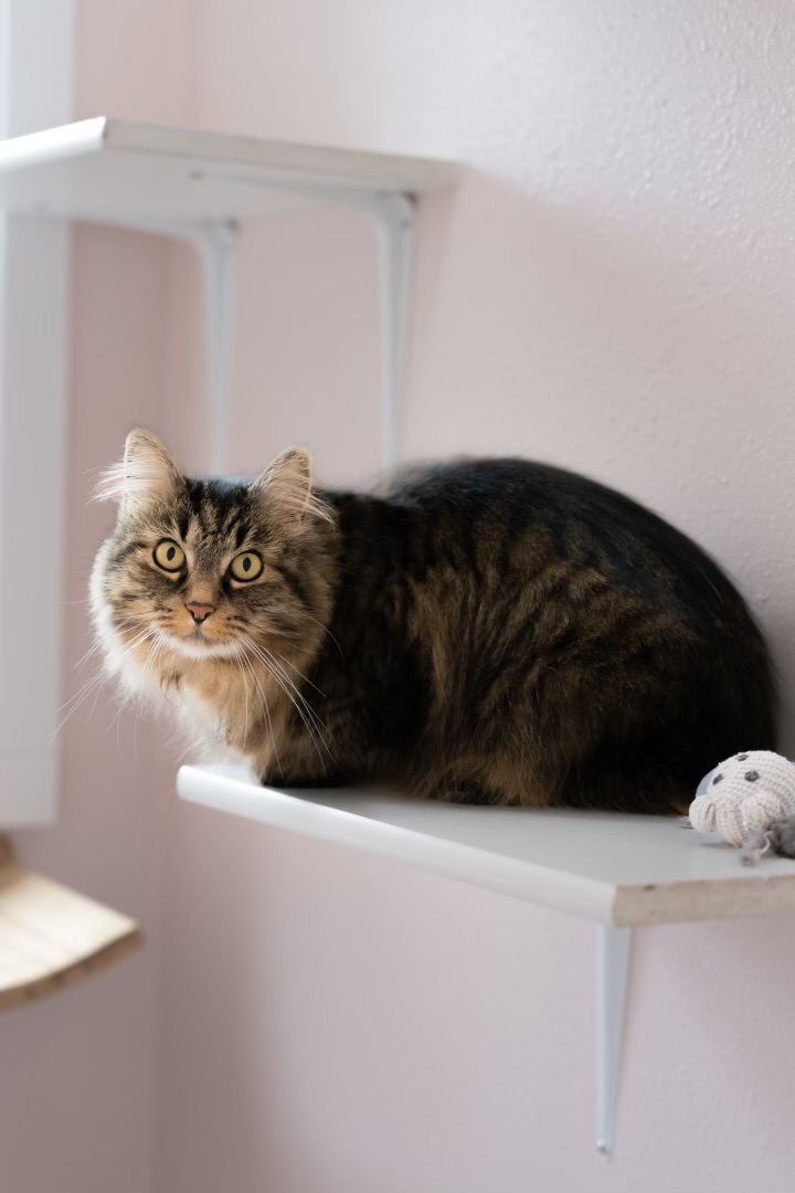 Long-haired tabby cat beside a knitted toy on a light shelf