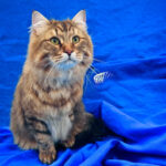 Tabby cat on blue fabric -'Cats in the City' pet grooming services.
