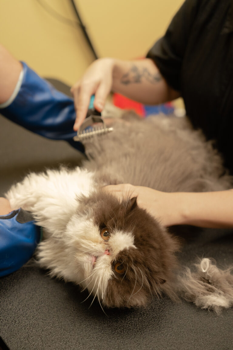 Persian cat being groomed by a professional with electric clippers