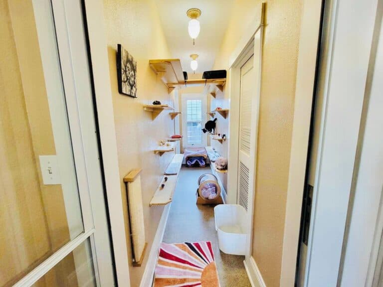 Jungle gym boarding room with wall-mounted climbing features and garden window at Cats in the City Portland cat boarding