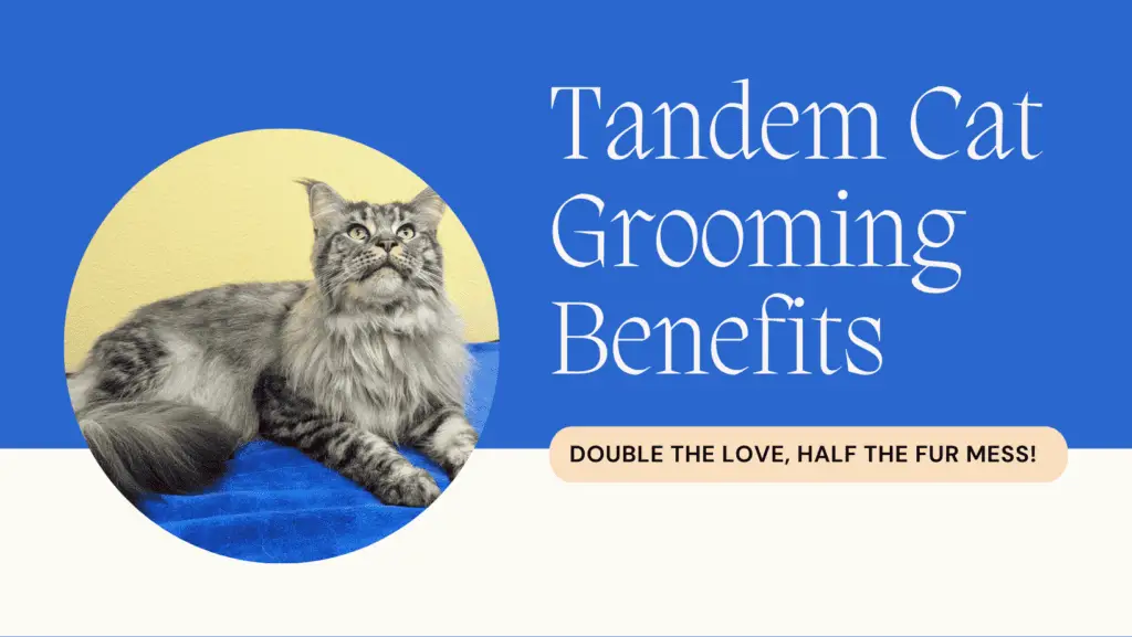 Professional cat grooming benefits at Cats in the City in Portland using the TANDEM Cat® method