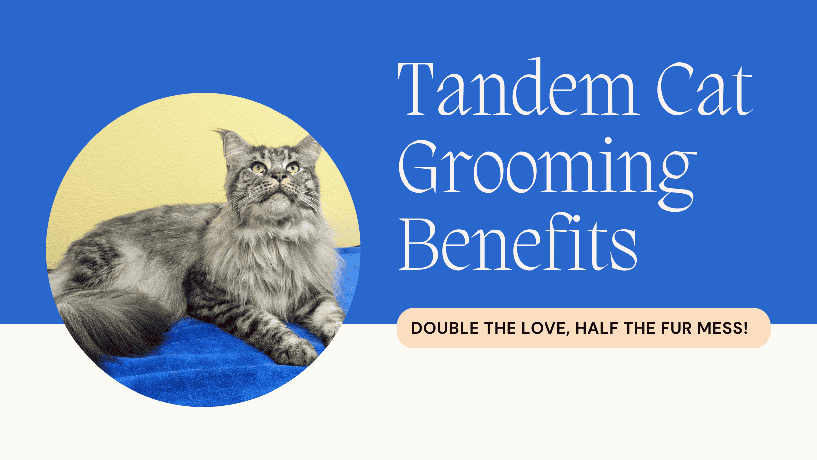Image result for Cat Grooming Services Portland | TANDEM Cat® at Cats in the City