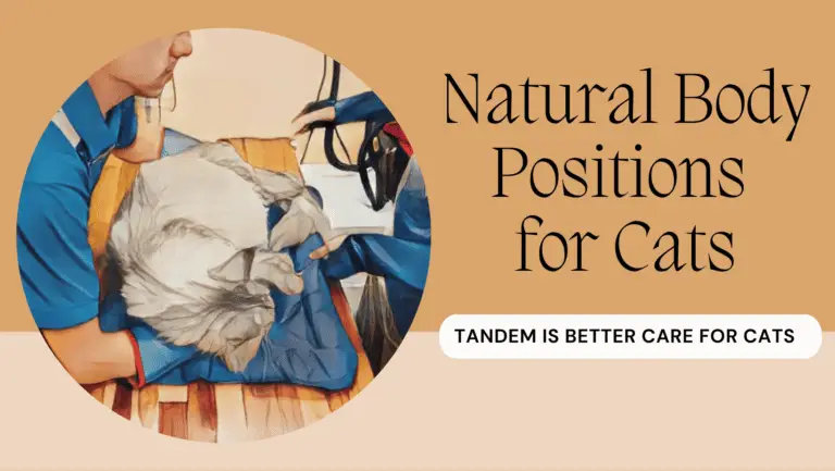 TANDEM Cat® grooming demonstrating natural body positioning and low-stress handling for feline care at Cats in the City