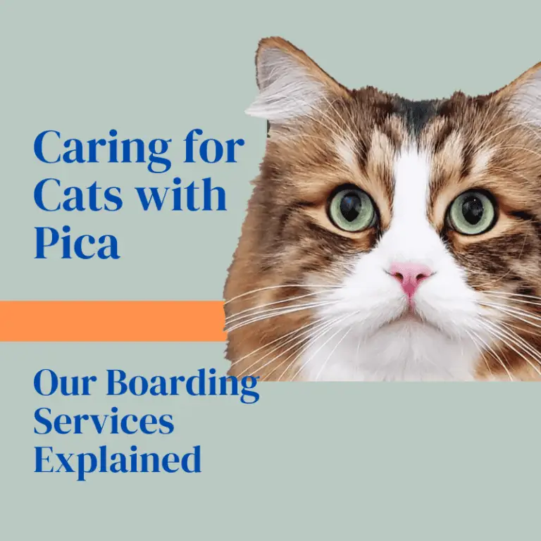 Graphic reading “Caring for Cats with Pica – Our Boarding Services Explained” for a Cats in the City article about boarding cats with pica