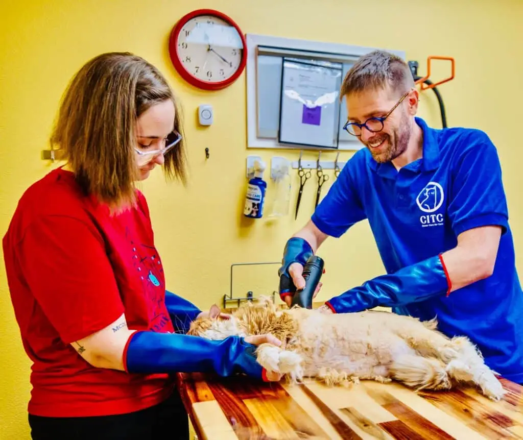 Two professional groomers performing a lion cut on a cat during a TANDEM Cat® grooming session at Cats in the City.