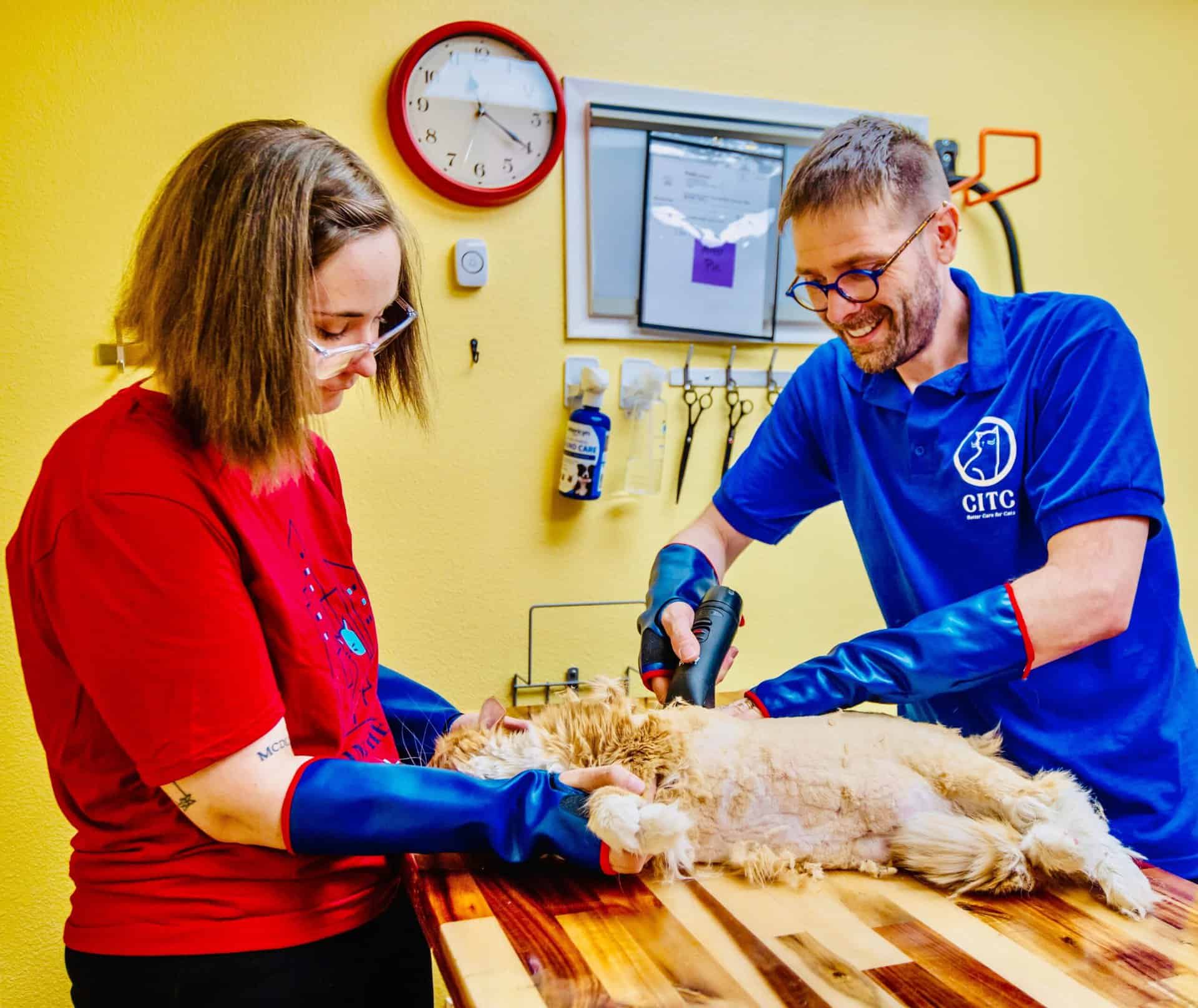 All cats welcome at Cats in the City TANDEM Cat grooming