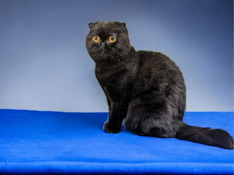 Black Scottish Fold cat after professional deshedding and dematting at Cats in the City using the TANDEM Cat® clinical grooming protocol
