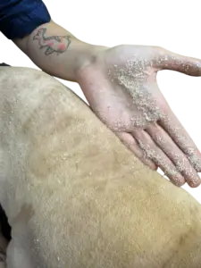 Cat dander and dead skin debris collected on groomer’s hand after shaving a matted coat during TANDEM Cat® grooming at Cats in the City
