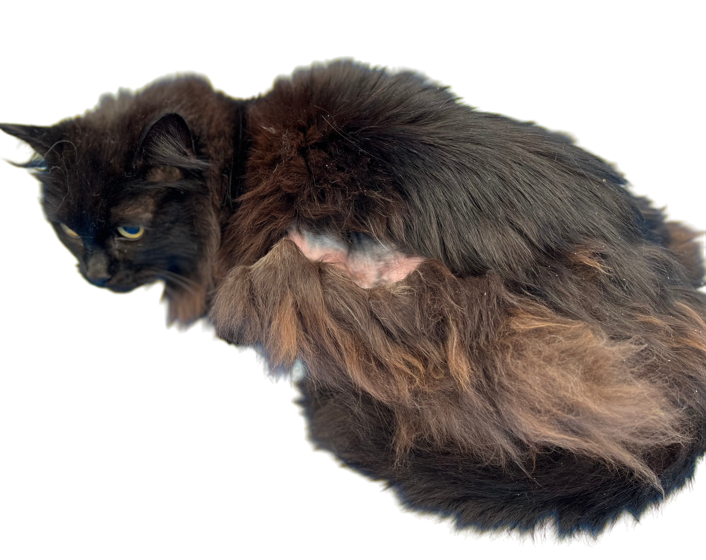 Severely matted cat before coat restoration