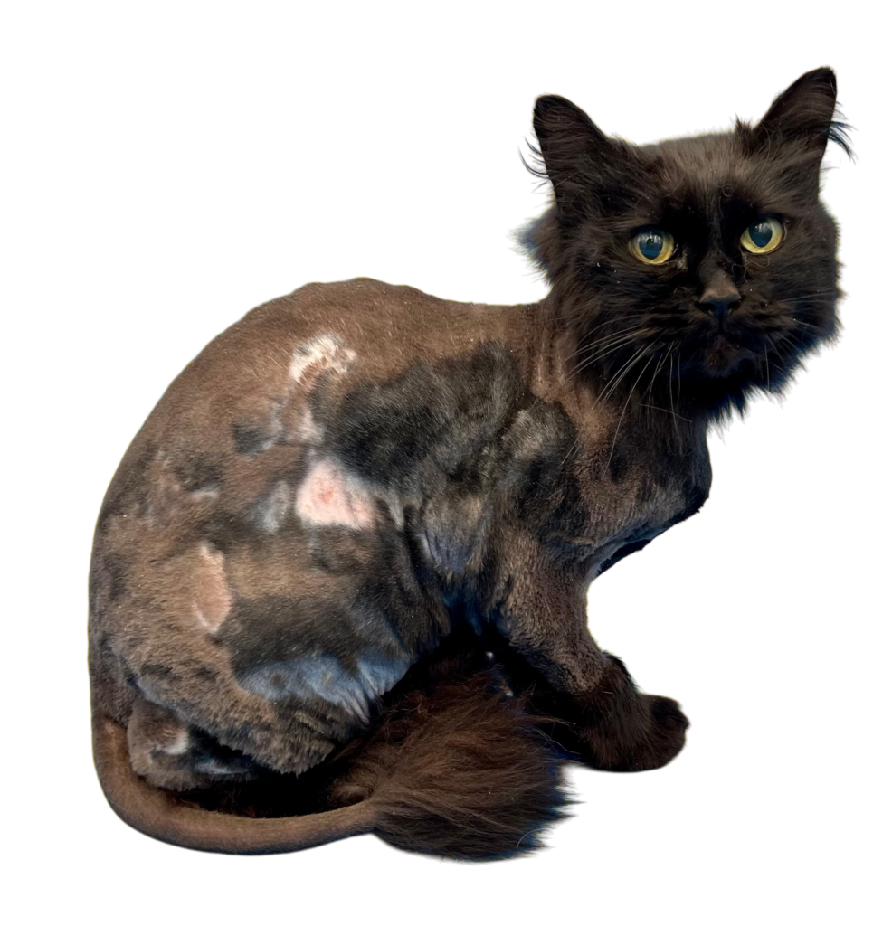 Cat after lion cut grooming revealing areas of hair loss and skin irritation consistent with prior matting tension and coat compression.