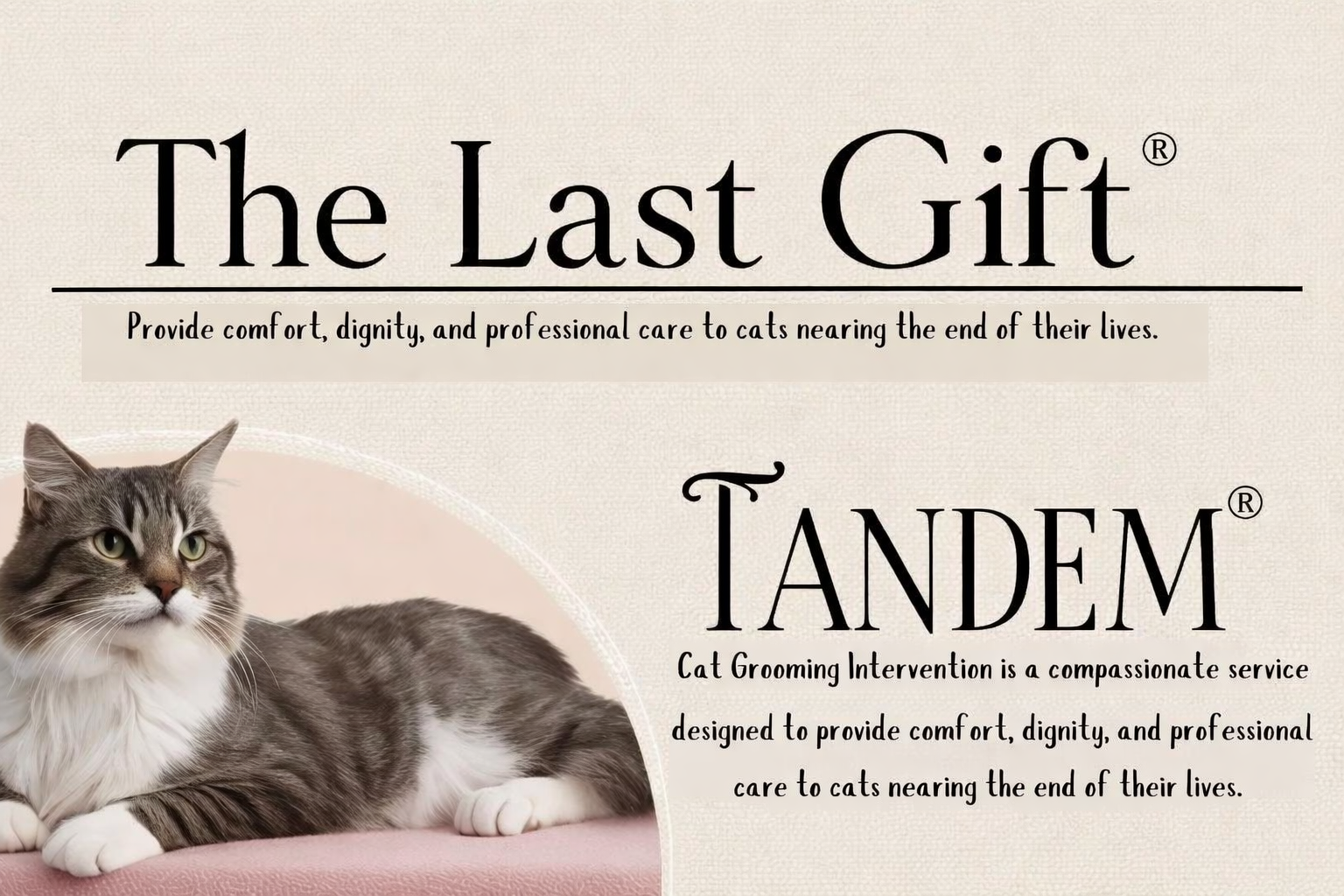 The Last Gift end-of-life and senior cat comfort grooming service at Cats in the City