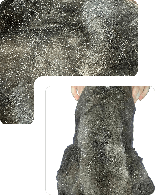 Cat coat showing greasy buildup and deferred grooming changes