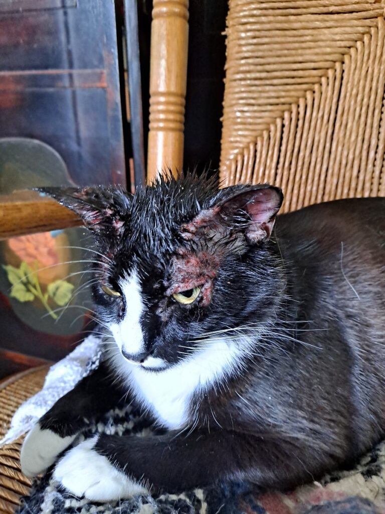 Tilly before TANDEM Cat® soft paw intervention showing facial self-injury and skin inflammation.