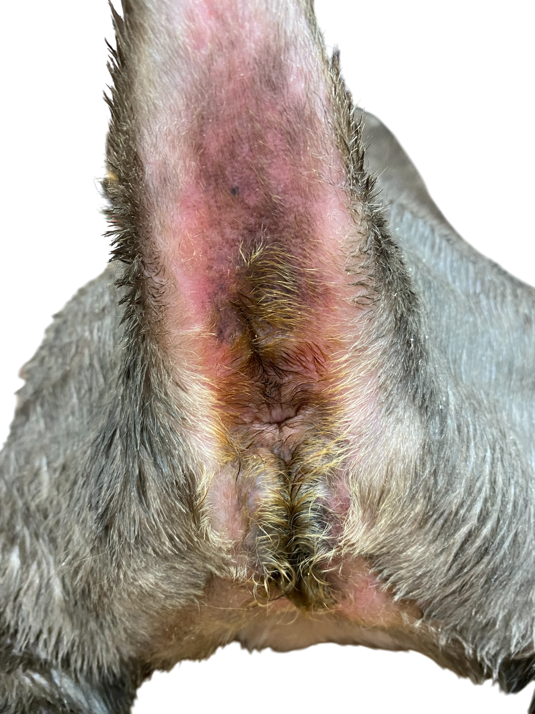 Recovery after TANDEM grooming