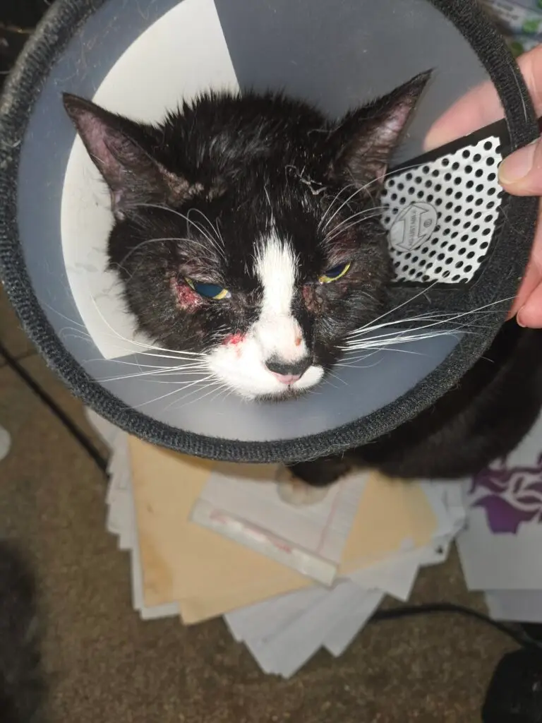 Tilly prior to TANDEM Cat® intervention, wearing an Elizabethan collar due to chronic dermatitis and self-trauma despite veterinary-prescribed antibiotics.