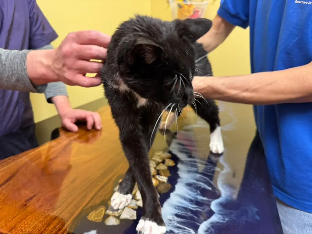 26-year-old tuxedo cat standing comfortably after senior clinical grooming and coat reset at Cats in the City Portland