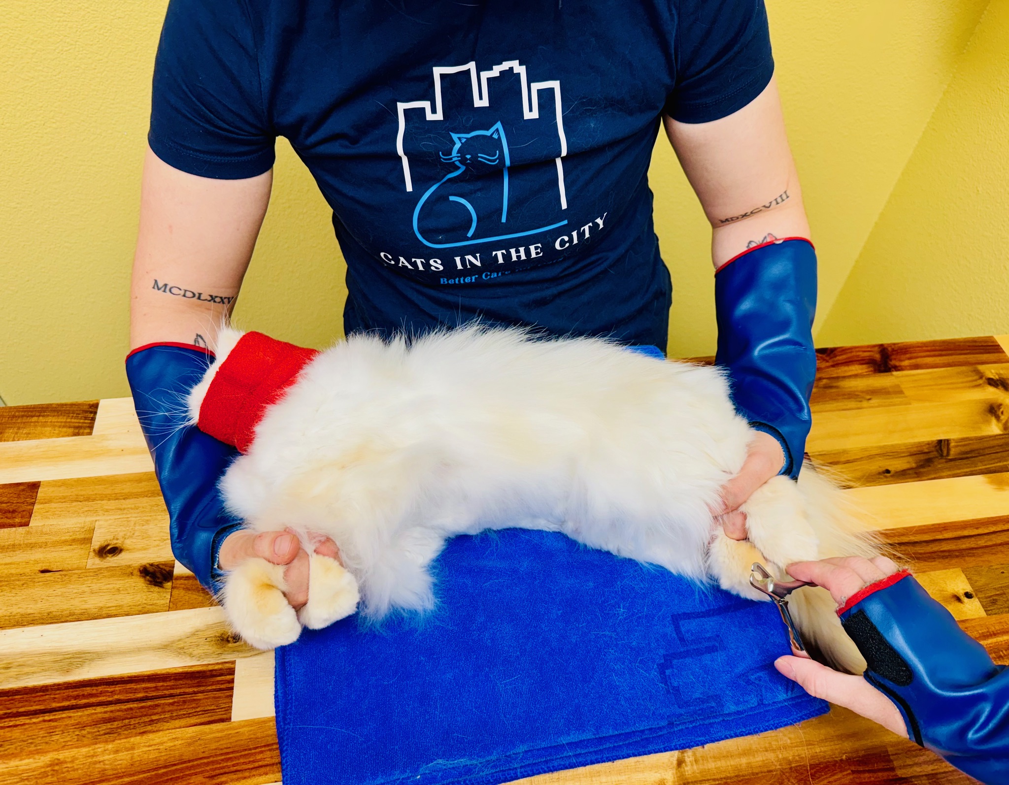 Two-person TANDEM Cat® handling with calm, awake patient