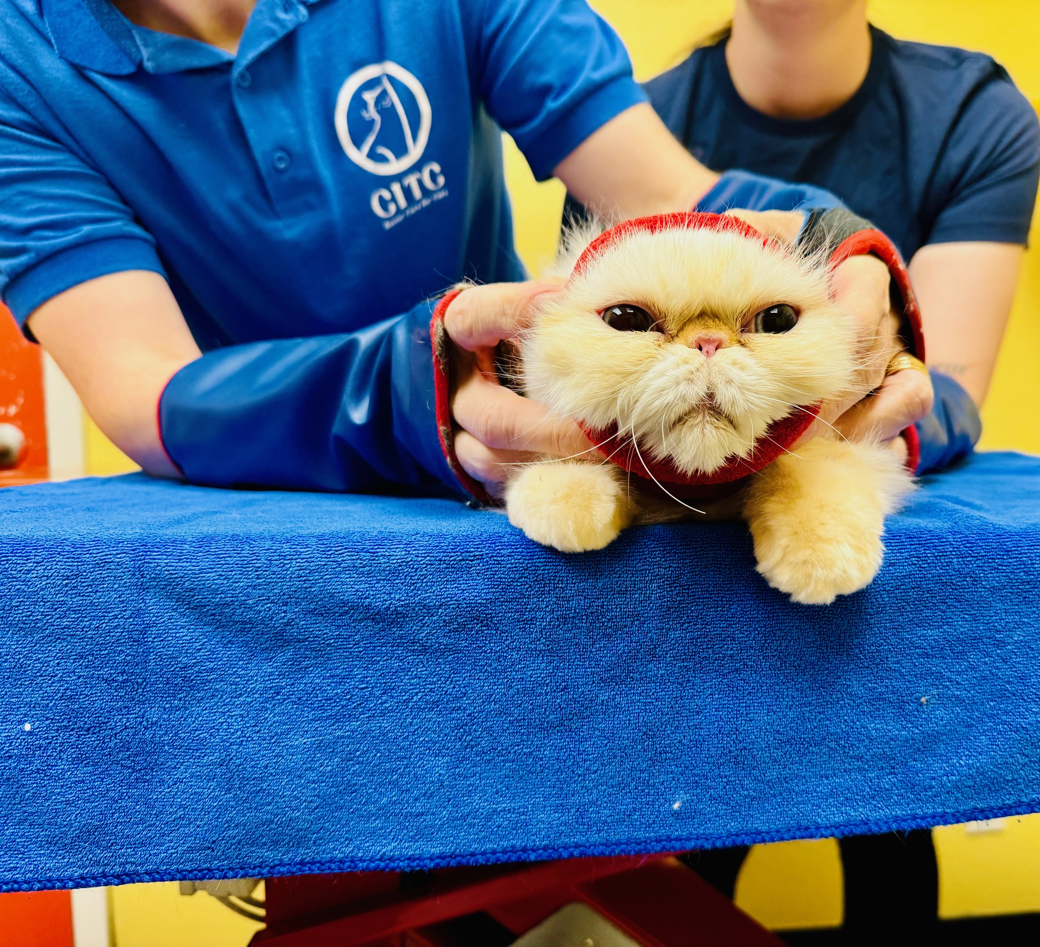 Persian cat wearing a comfort hoodie as a soft sound barrier