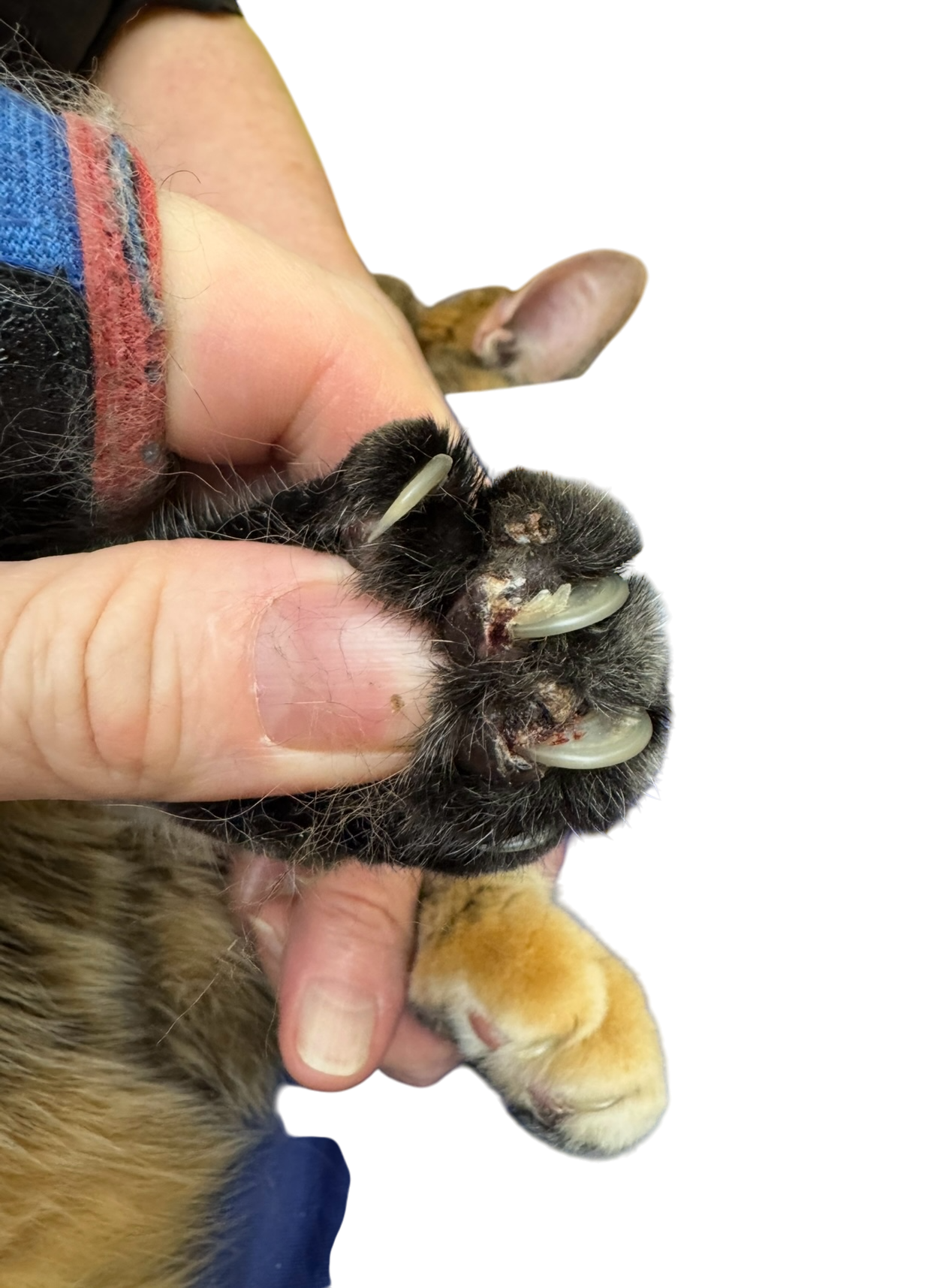 Ingrown claws example showing why routine nail trims matter