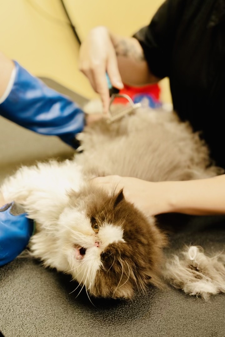 Cat grooming without sedation