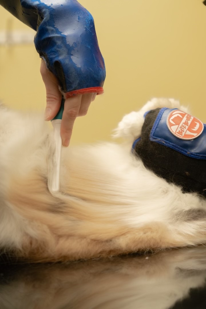 Close-up of cat coat being brushed by Cats in the City team