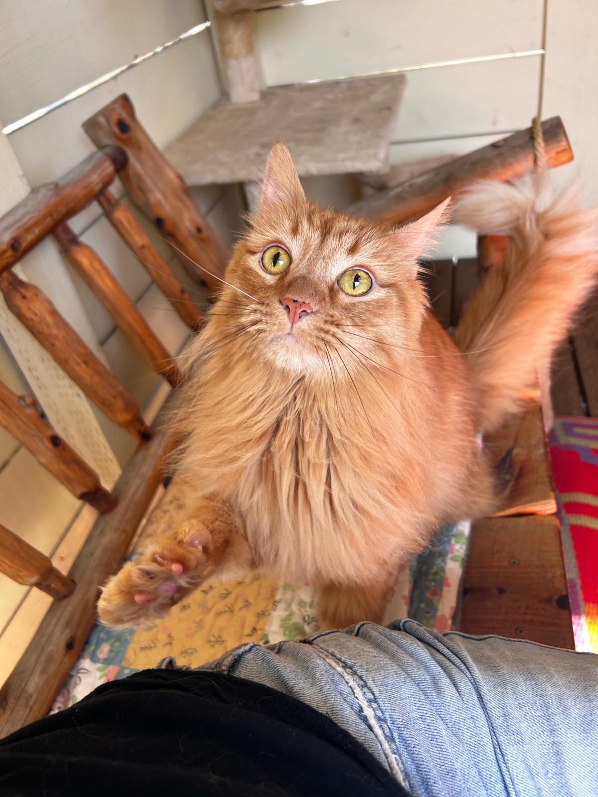Rescue cat in care