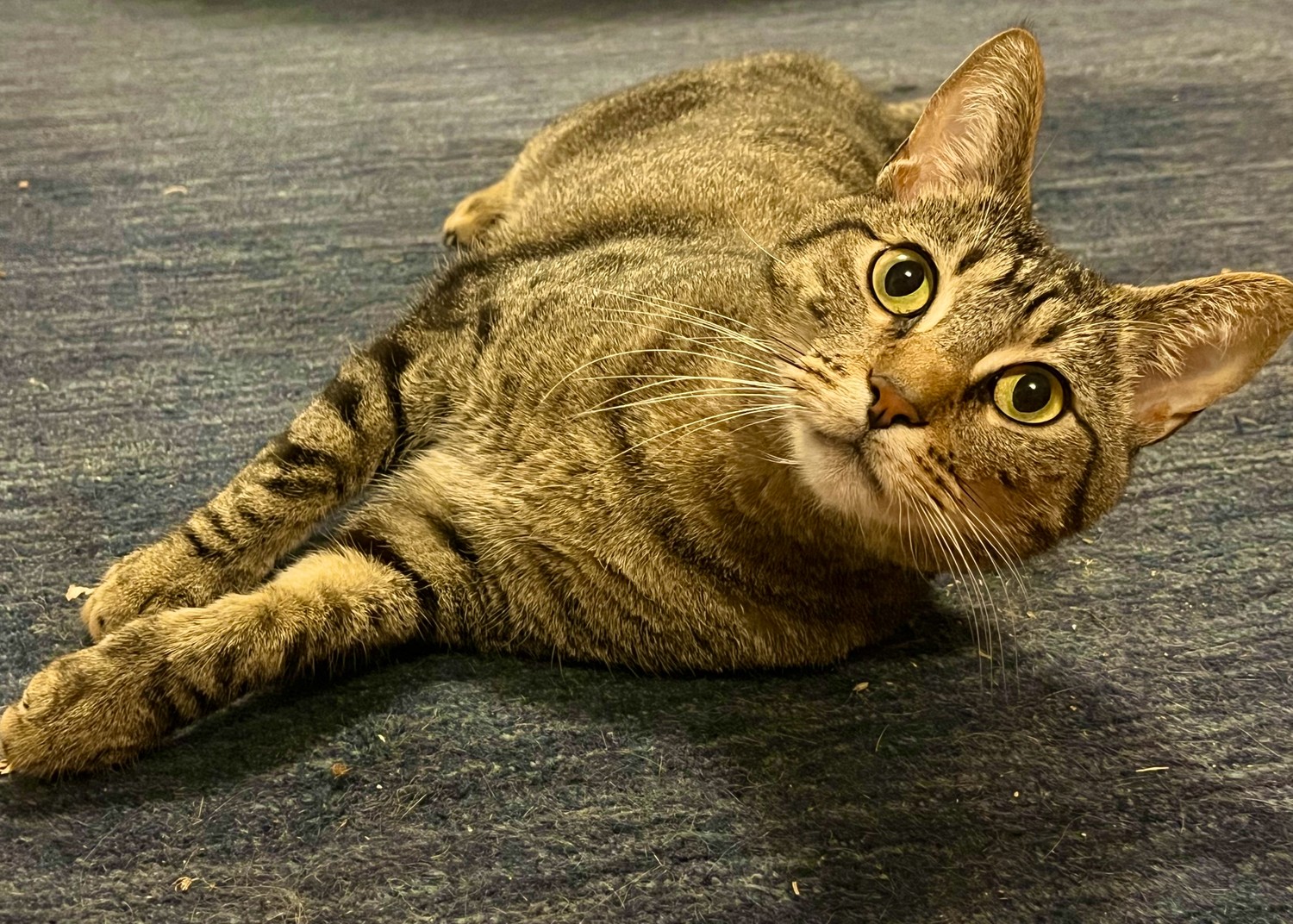 Cat supported by Cats in the City Rescue