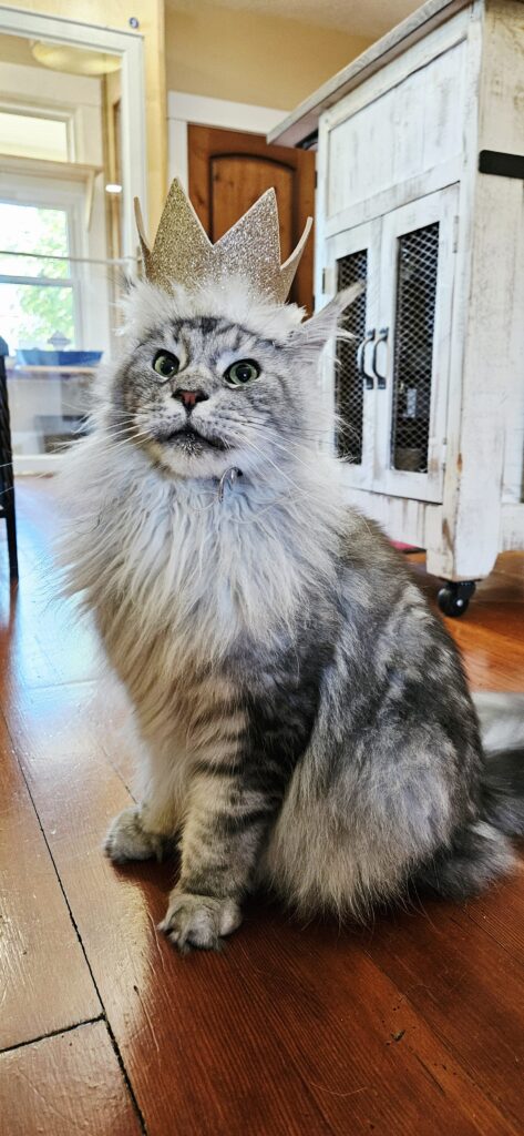 Kiwi the Maine Coon after successful adoption in Portland, Oregon
