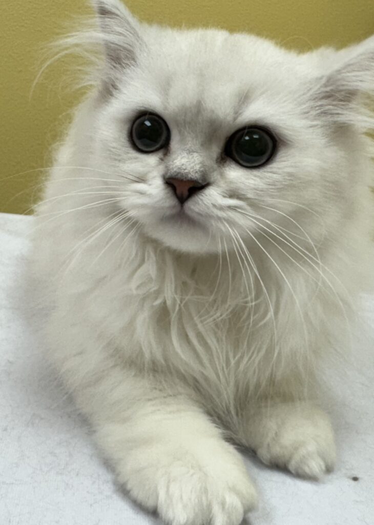 Chinchilla Persian kitten during initial grooming assessment at Cats in the City Portland Powell location