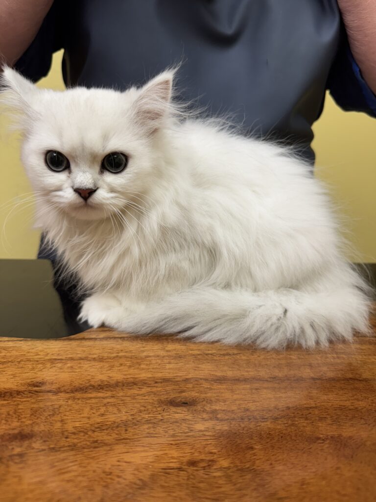 A Chinchilla Persian kitten receiving gentle cuddling and supportive handling prior to grooming at TANDEM Cat®