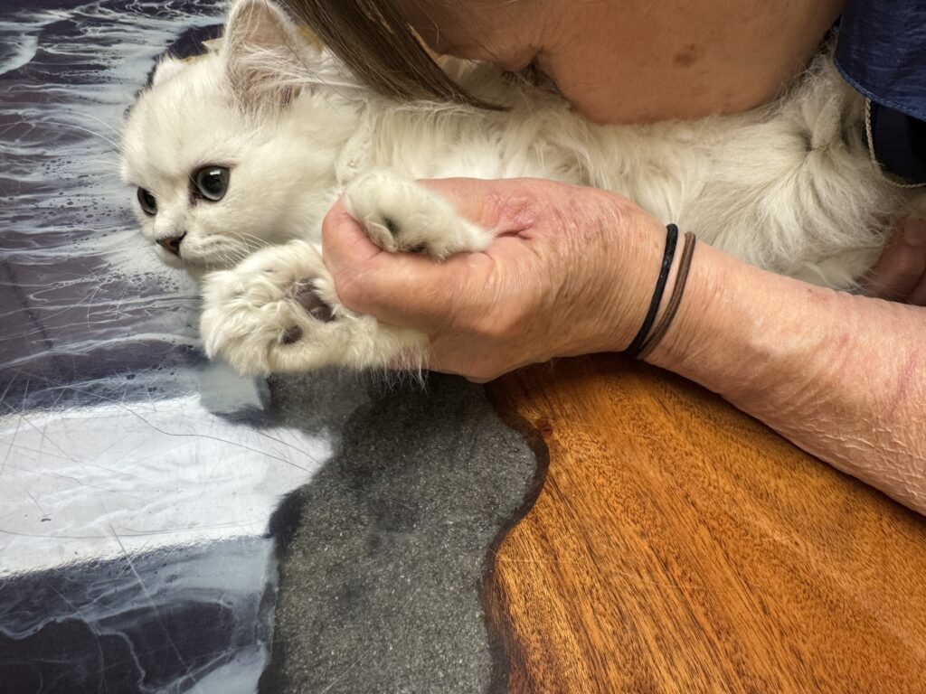 Chinchilla Persian kitten being gently cuddled and comforted before grooming at TANDEM Cat® in Portland, Oregon