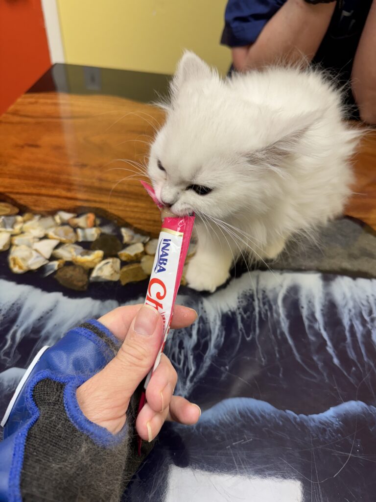 Chinchilla Persian kitten receiving Churu treat during first-time orientation grooming visit at TANDEM Cat® in Portland, Oregon
