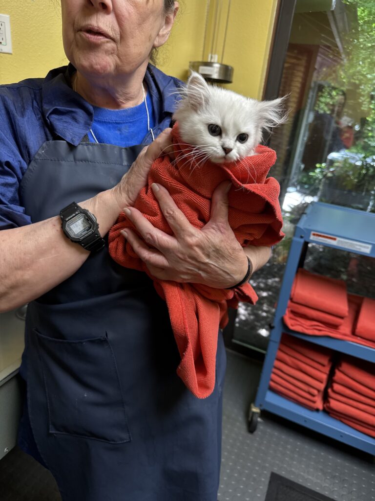 Marguerite, certified veterinary technician, holding a Chinchilla Persian kitten wrapped in a towel after a bath at TANDEM Cat® Powell location in Portland, Oregon