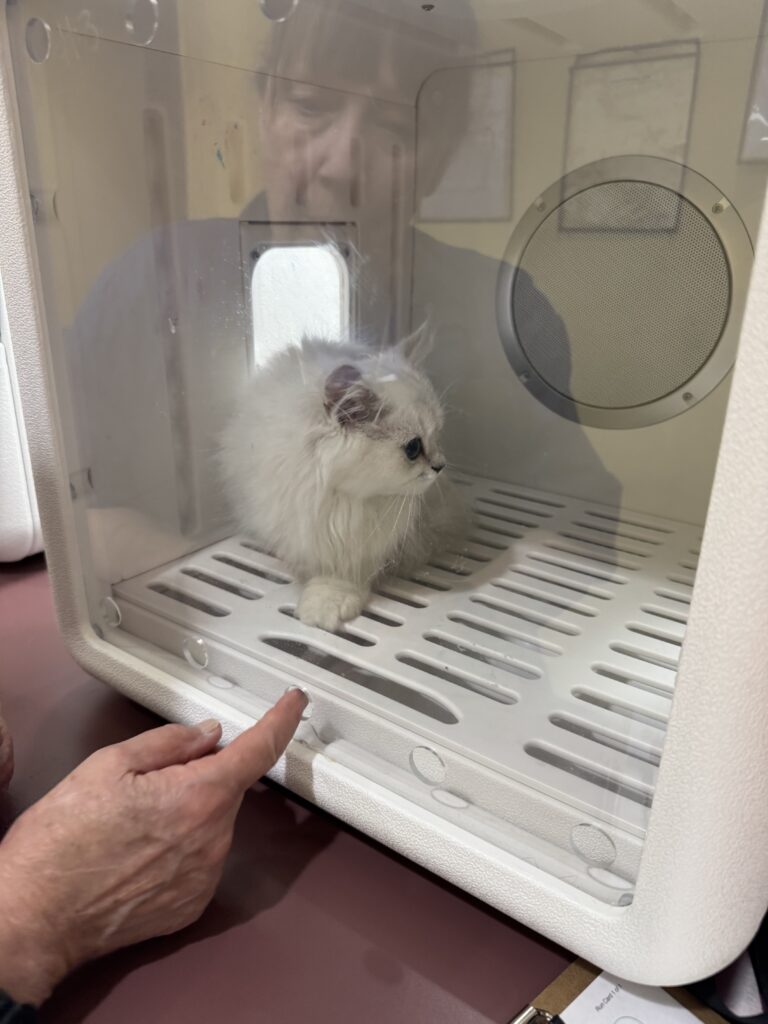 Chinchilla Persian kitten being gently dried in enclosed drying unit after TANDEM Cat® grooming at our Powell location in Portland