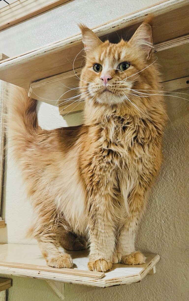 Sunny the Maine Coon at Cats in the City Tabor location in Portland