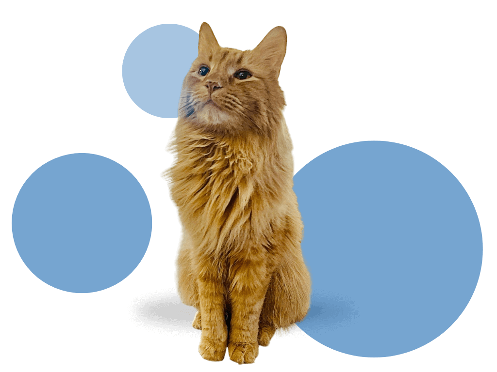 orange long-haired cat sitting upright used for Cats in the City newsletter sign-up banner