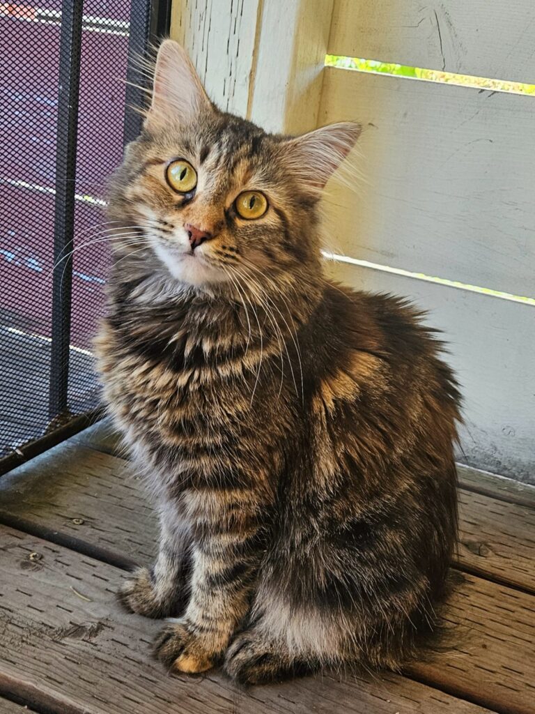 Habibi the tabby cat after adoption, sitting on a porch in Portland