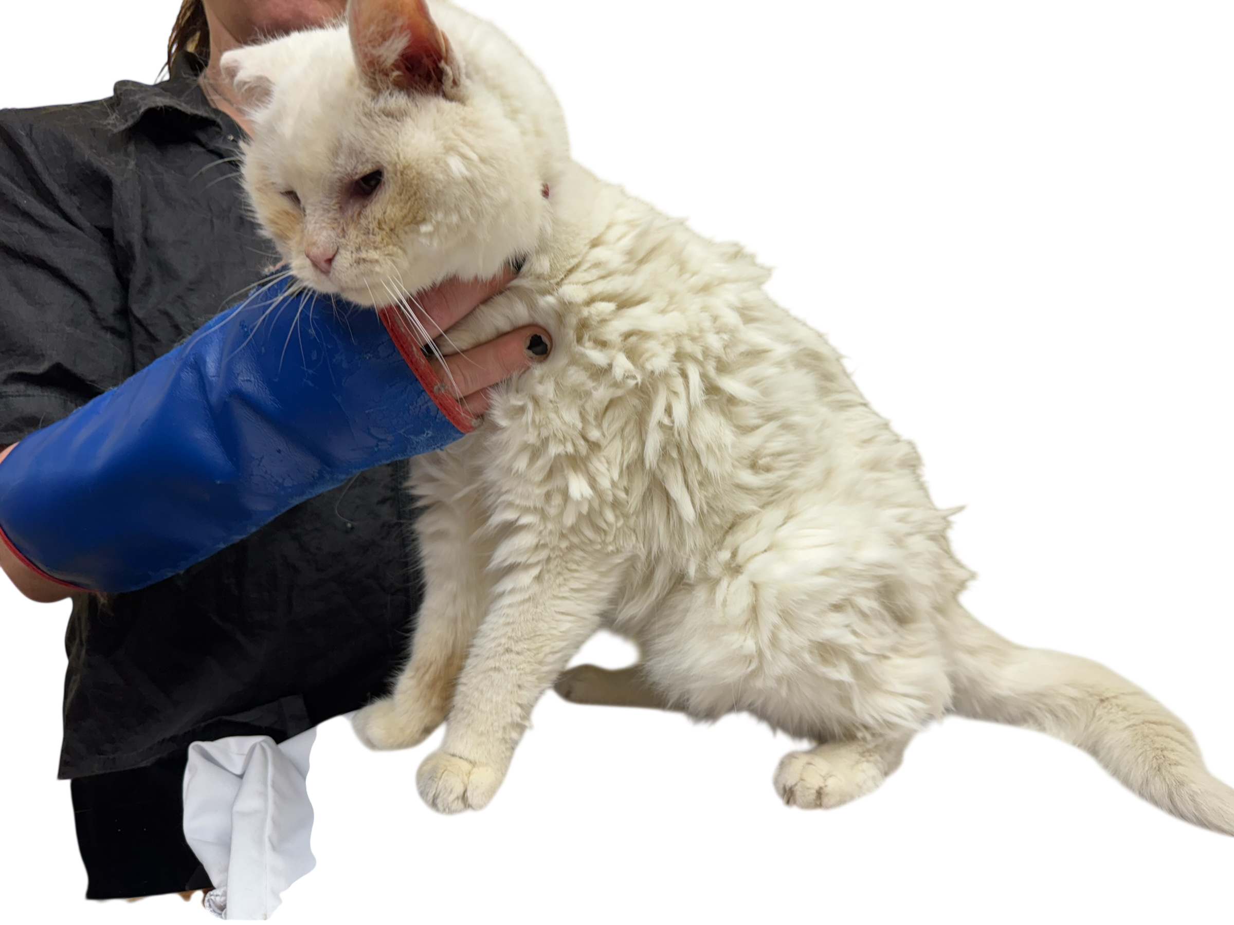 Cat dematting example