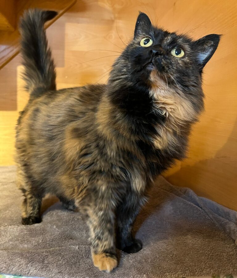 Sophie tortoiseshell rescue cat standing on a soft platform at Cats in the City Portland
