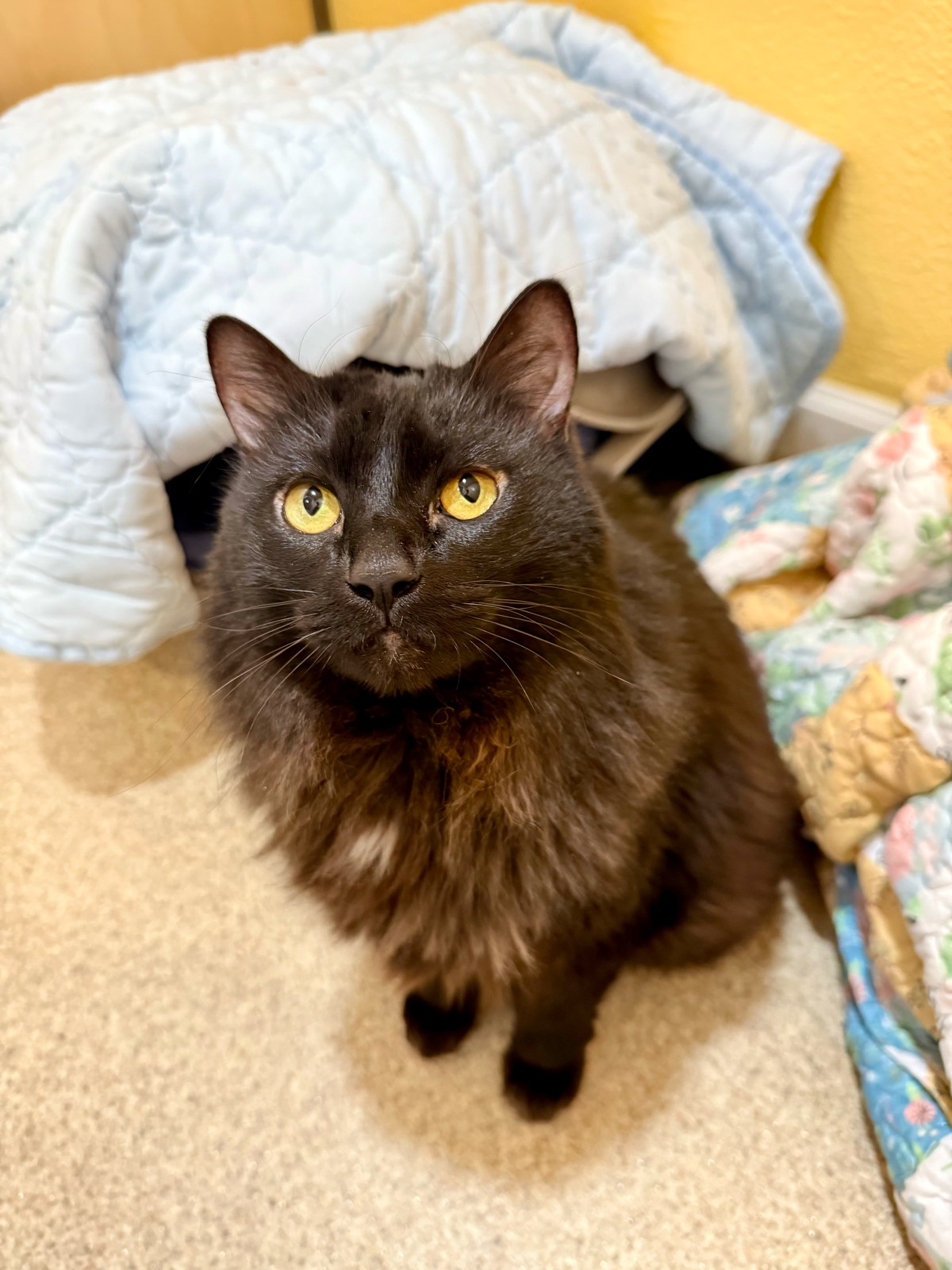 Rescue cat resting during transition care