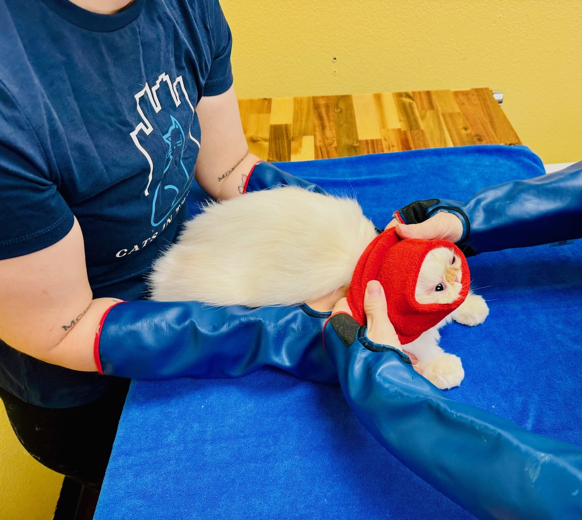 Applying Comfort Hoodie during TANDEM Touch grooming support