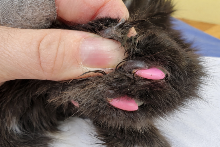 Embedded cat claw growing into paw pad of senior cat prior to treatment in Portland